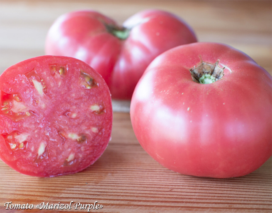 Tomat Marizol Purple, розовоплодный немецкий сорт томата